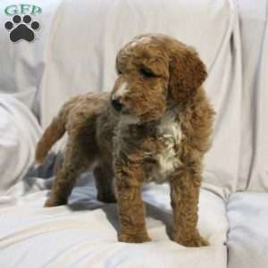 Logan, Mini Labradoodle Puppy