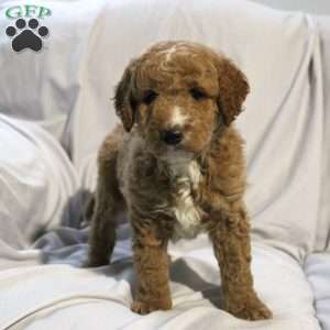 Logan, Mini Labradoodle Puppy