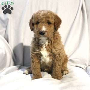 Logan, Mini Labradoodle Puppy