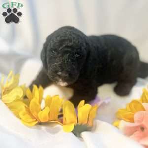 Lufi, Standard Poodle Puppy