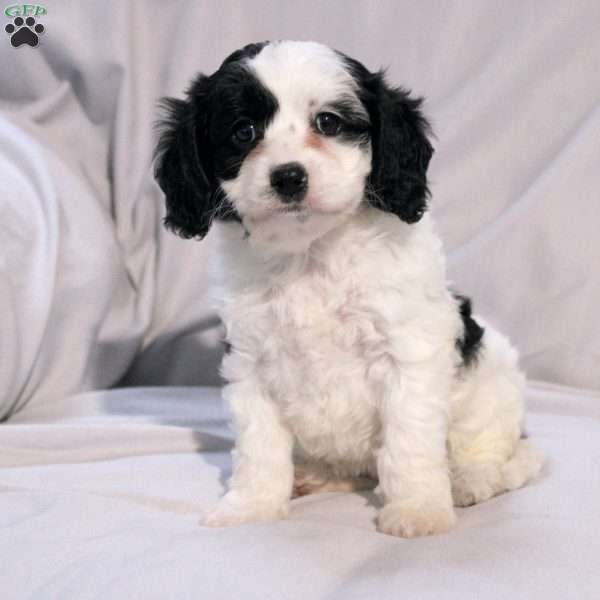 Lavendar, Cavapoo Puppy