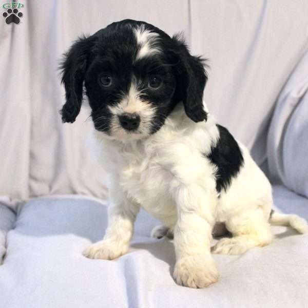 Thyme, Cavapoo Puppy