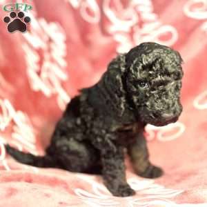 Bulma, Standard Poodle Puppy