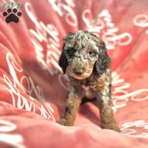 Rika, Standard Poodle Puppy