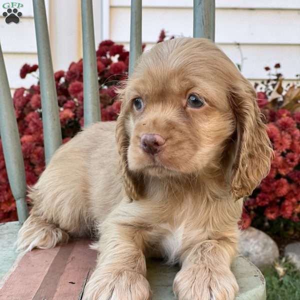 Tucker, Cocker Spaniel Puppy