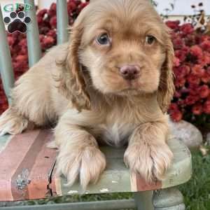 Tucker, Cocker Spaniel Puppy