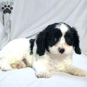 Sage, Cavapoo Puppy