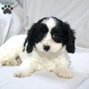 Sage, Cavapoo Puppy