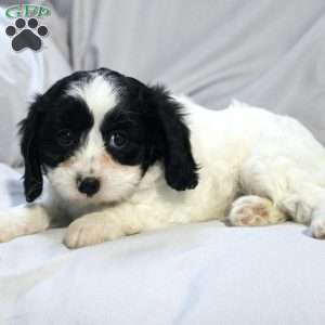 Sage, Cavapoo Puppy