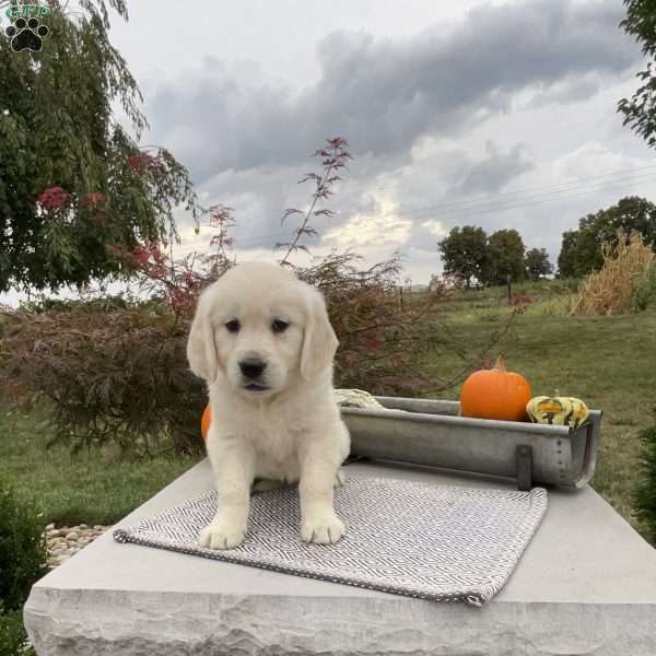 Abby, English Cream Golden Retriever Puppy