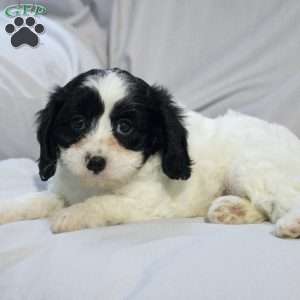 Sage, Cavapoo Puppy