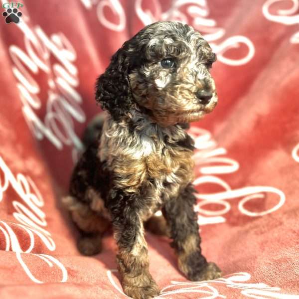 Rize, Standard Poodle Puppy