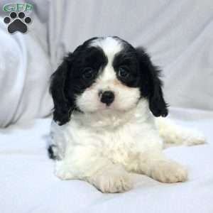 Sage, Cavapoo Puppy