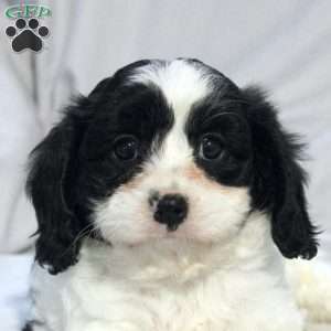 Sage, Cavapoo Puppy