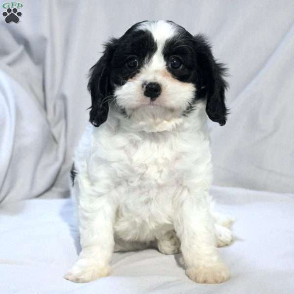 Sage, Cavapoo Puppy