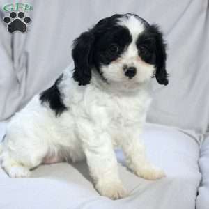 Sage, Cavapoo Puppy