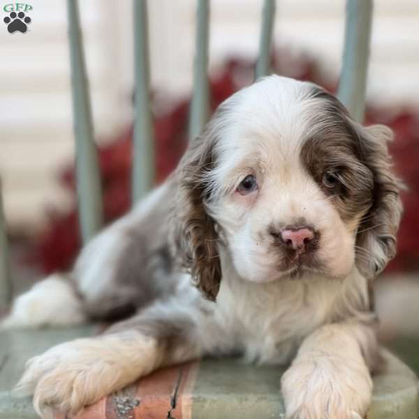 Tony, Cocker Spaniel Puppy