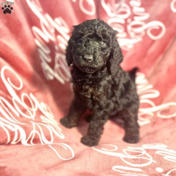 Nami, Standard Poodle Puppy