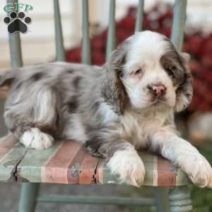 Tony, Cocker Spaniel Puppy