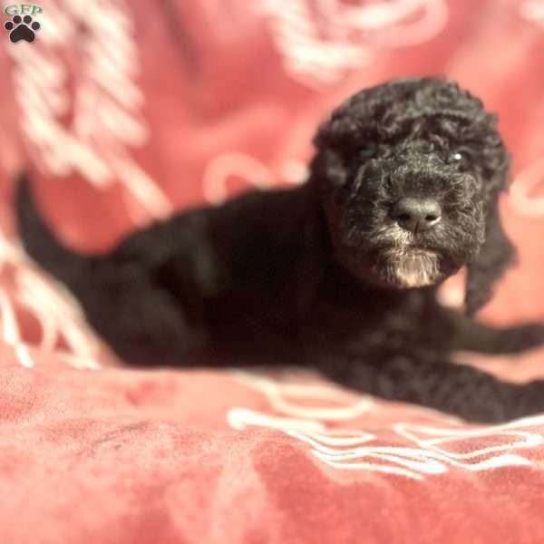 Lufi, Standard Poodle Puppy