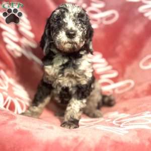 Makima, Standard Poodle Puppy