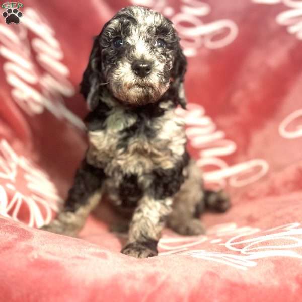 Makima, Standard Poodle Puppy