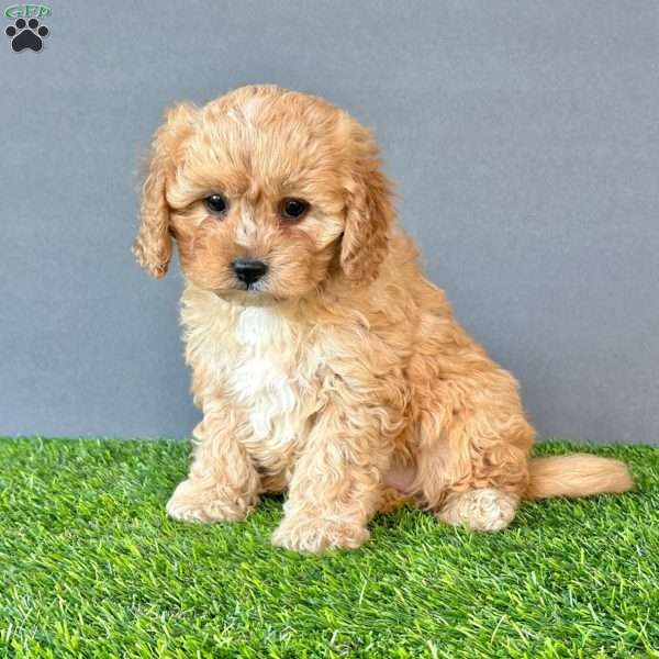 Blanche, Cavapoo Puppy