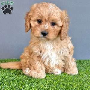 Blanche, Cavapoo Puppy