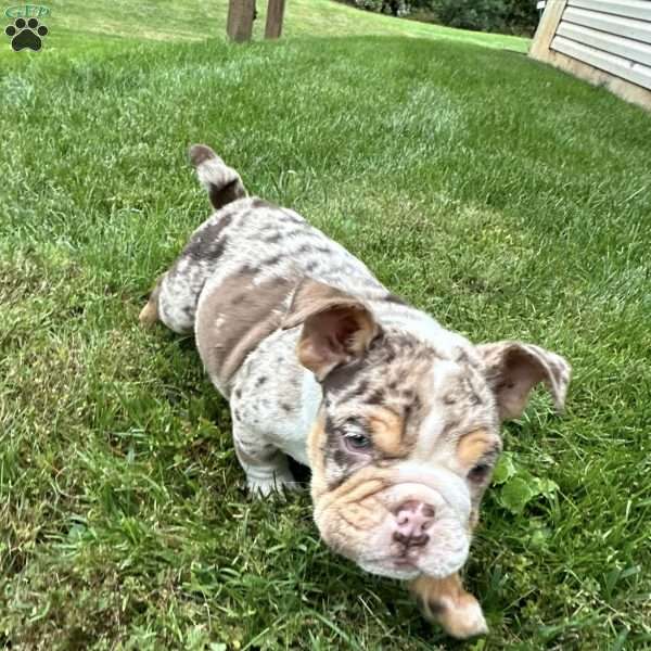 Simon, English Bulldog Puppy