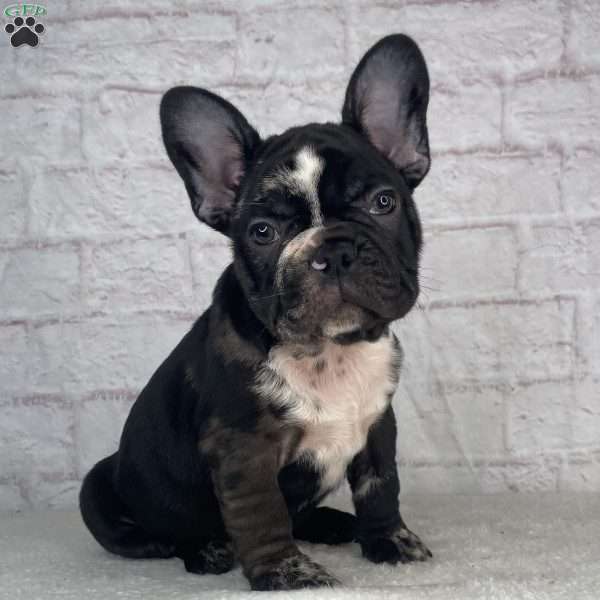 Oreo, French Bulldog Puppy