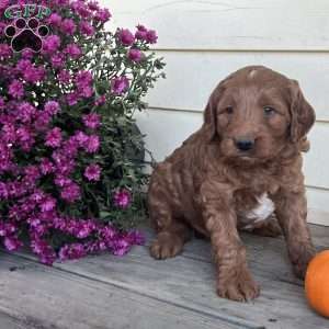 Wilbur, Mini Goldendoodle Puppy