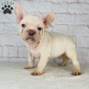 Blizzard, French Bulldog Puppy