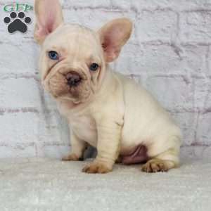 Blizzard, French Bulldog Puppy