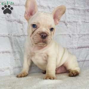 Blizzard, French Bulldog Puppy