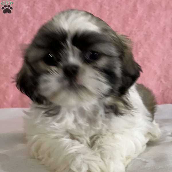 Beatrice, Shih Tzu Puppy