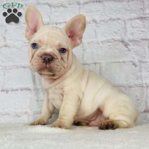 Blizzard, French Bulldog Puppy