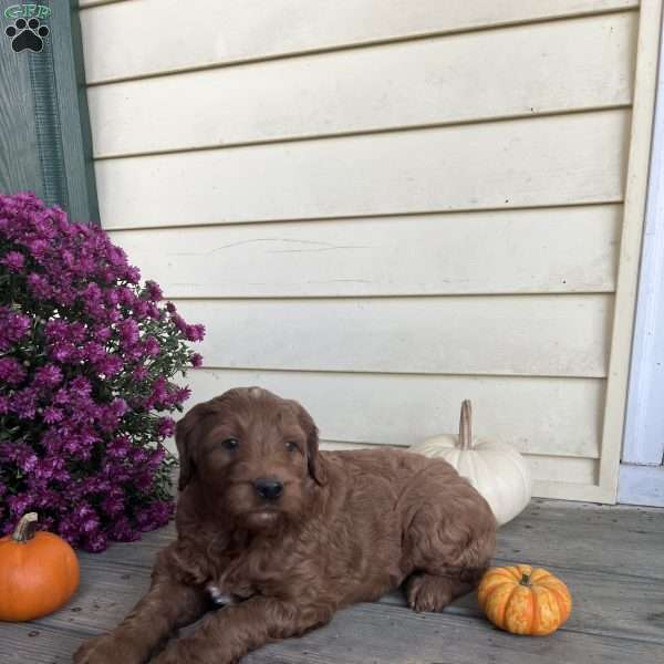 Wilbur, Mini Goldendoodle Puppy