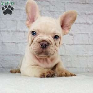 Blizzard, French Bulldog Puppy