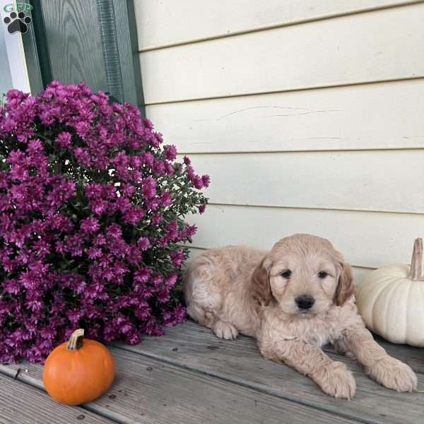 Wyatt, Mini Goldendoodle Puppy