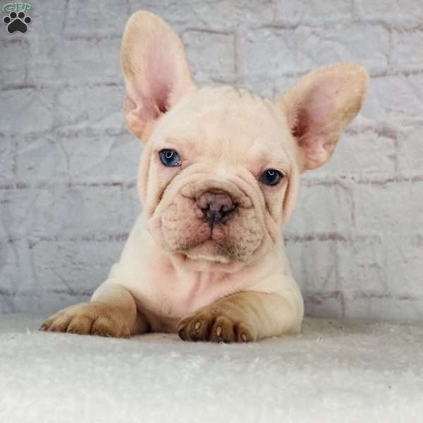 Blizzard, French Bulldog Puppy