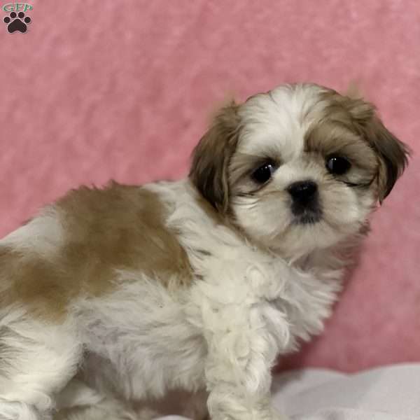 Buttercup, Shih Tzu Puppy