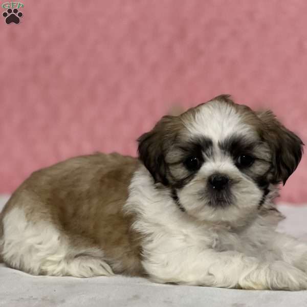 Bubbles, Shih Tzu Puppy