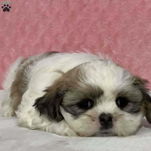 Bubblegum, Shih Tzu Puppy