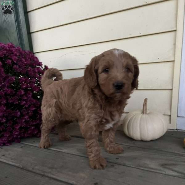 Wendy, Mini Goldendoodle Puppy