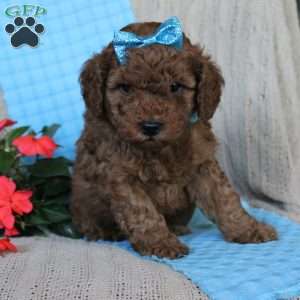 Braden, Mini Goldendoodle Puppy