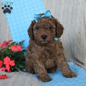 Braden, Mini Goldendoodle Puppy