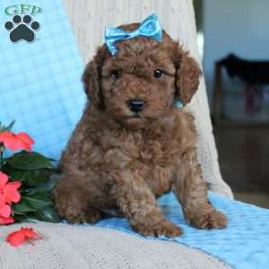 Braden, Mini Goldendoodle Puppy