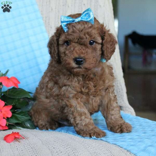 Braden, Mini Goldendoodle Puppy