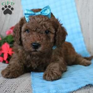 Braden, Mini Goldendoodle Puppy