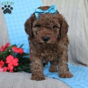 Braden, Mini Goldendoodle Puppy